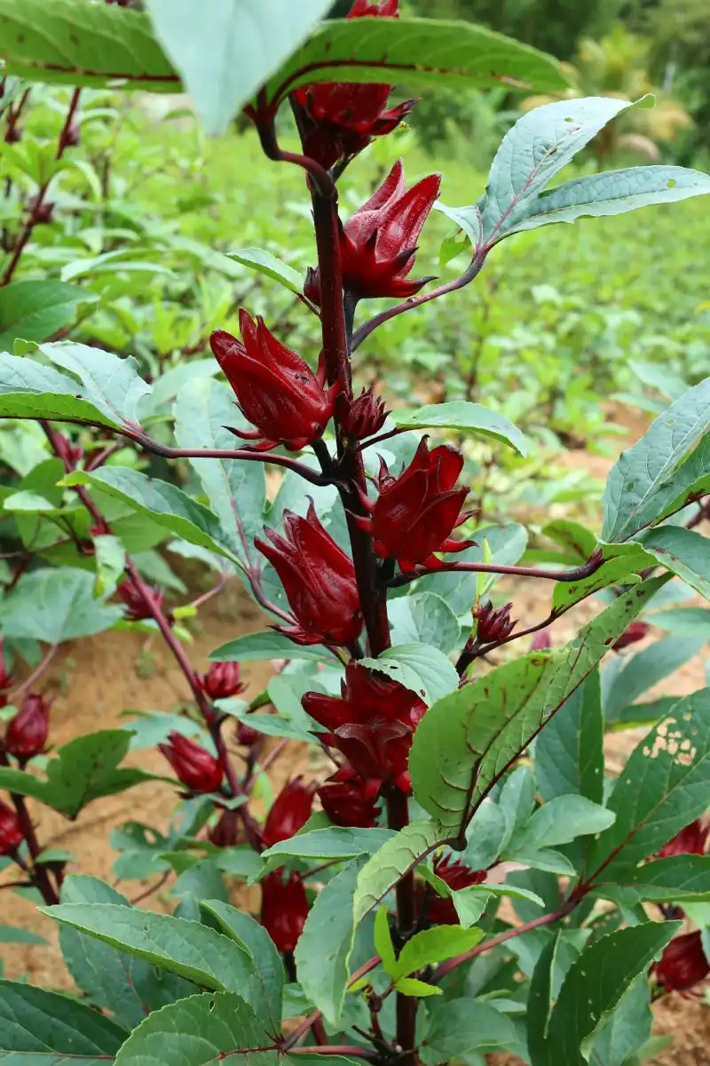 Cacao Ingredient
